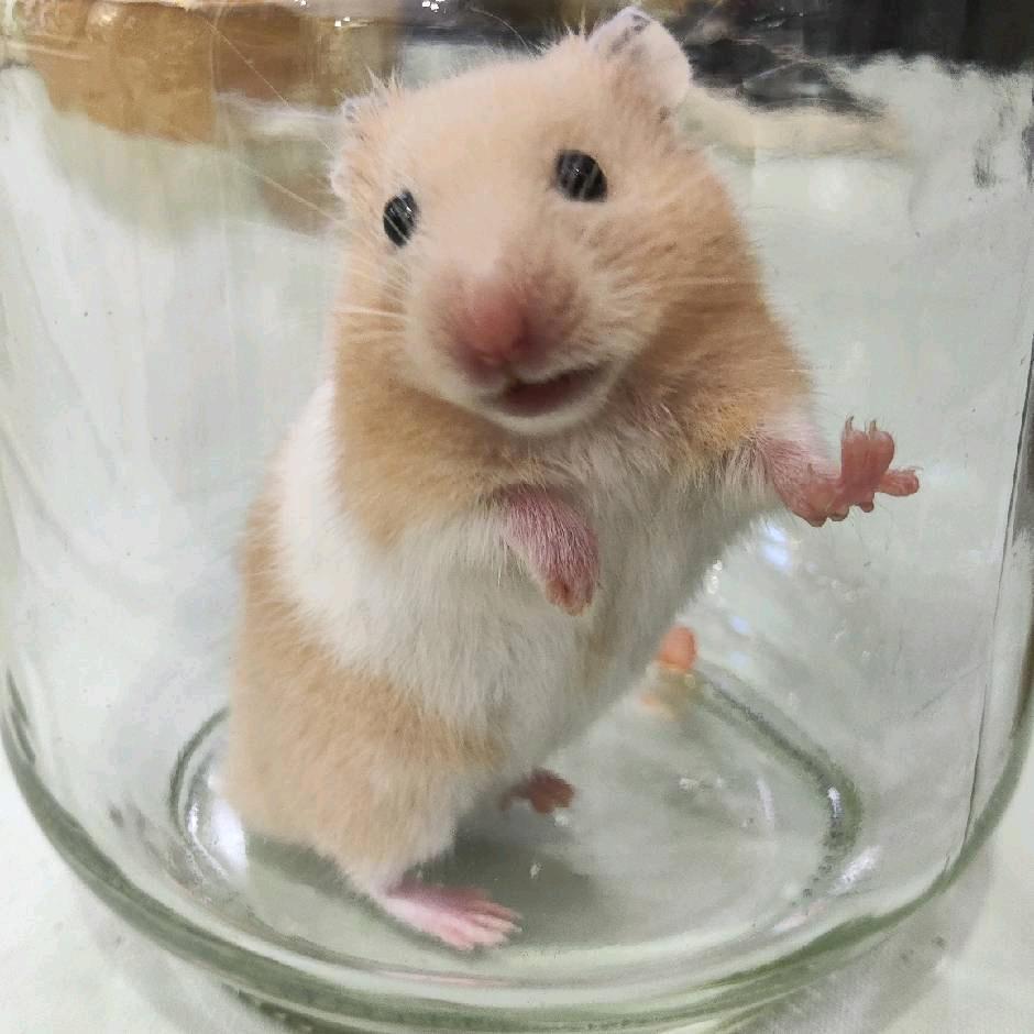 赫本黛的萌宠