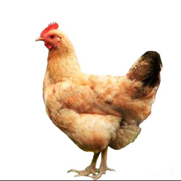Li