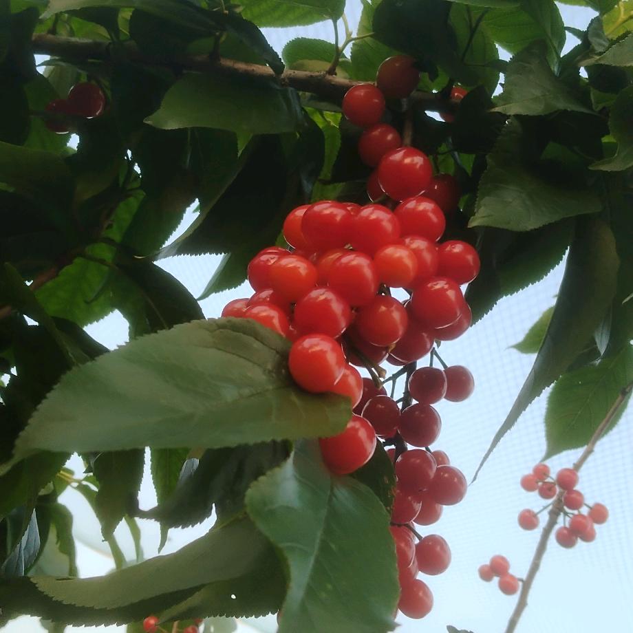 杰哥呃