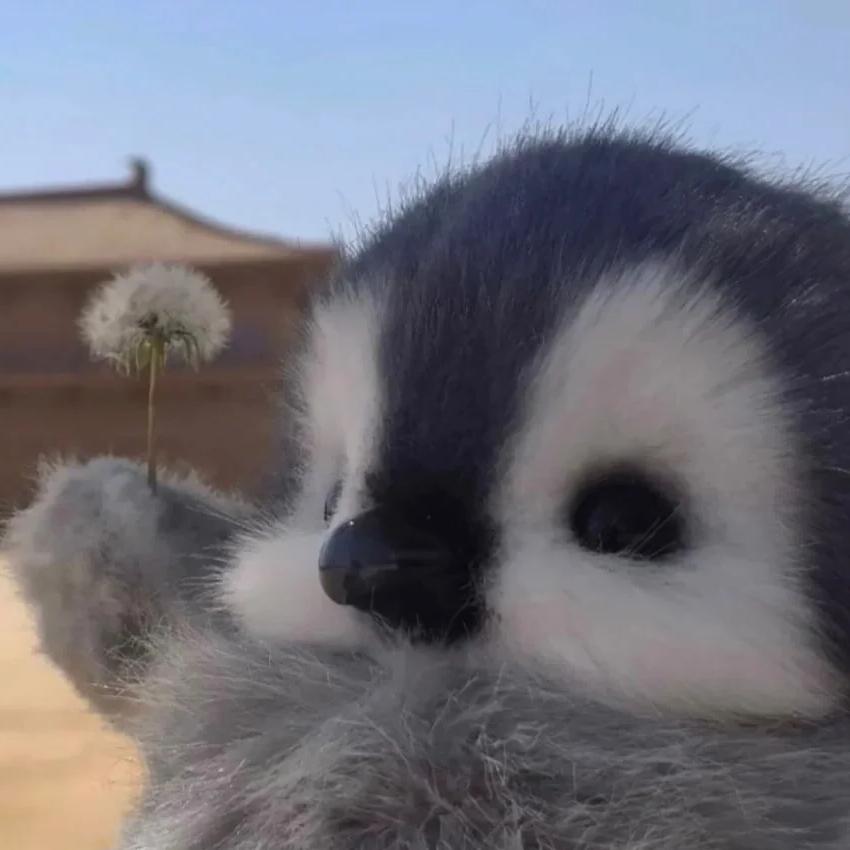 恋吖