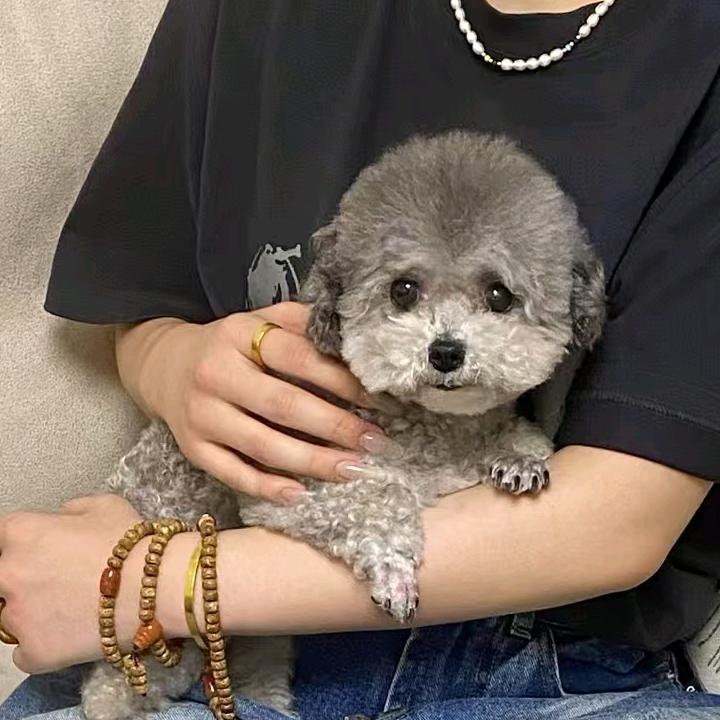 小美麻爱养狗