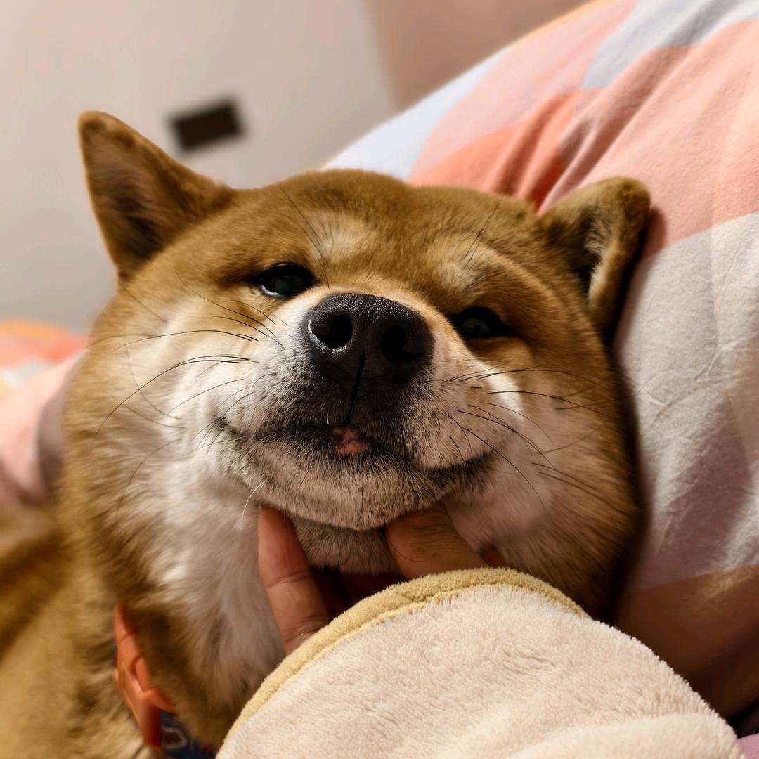 媛不遛球