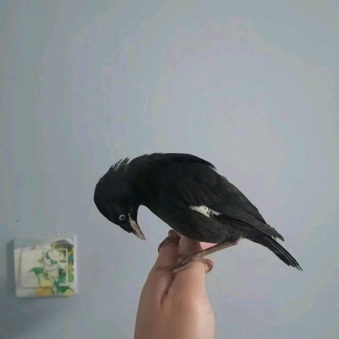 玉兔
