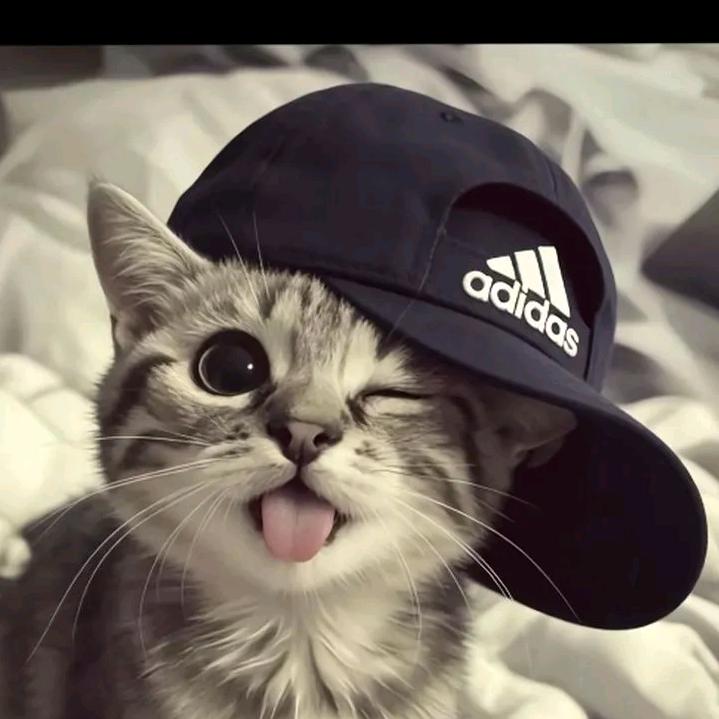 kT＾3＾猫头像