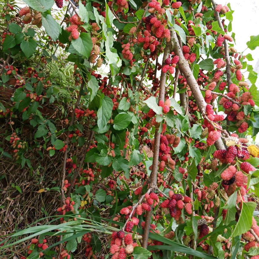 🌴往事清零🌴