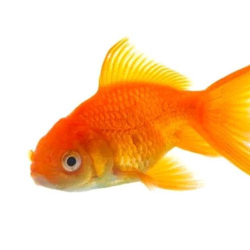 一条鱼🐟