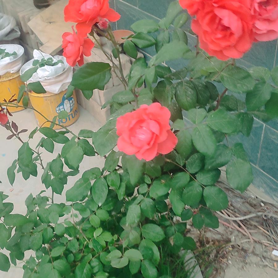 篮天🌹