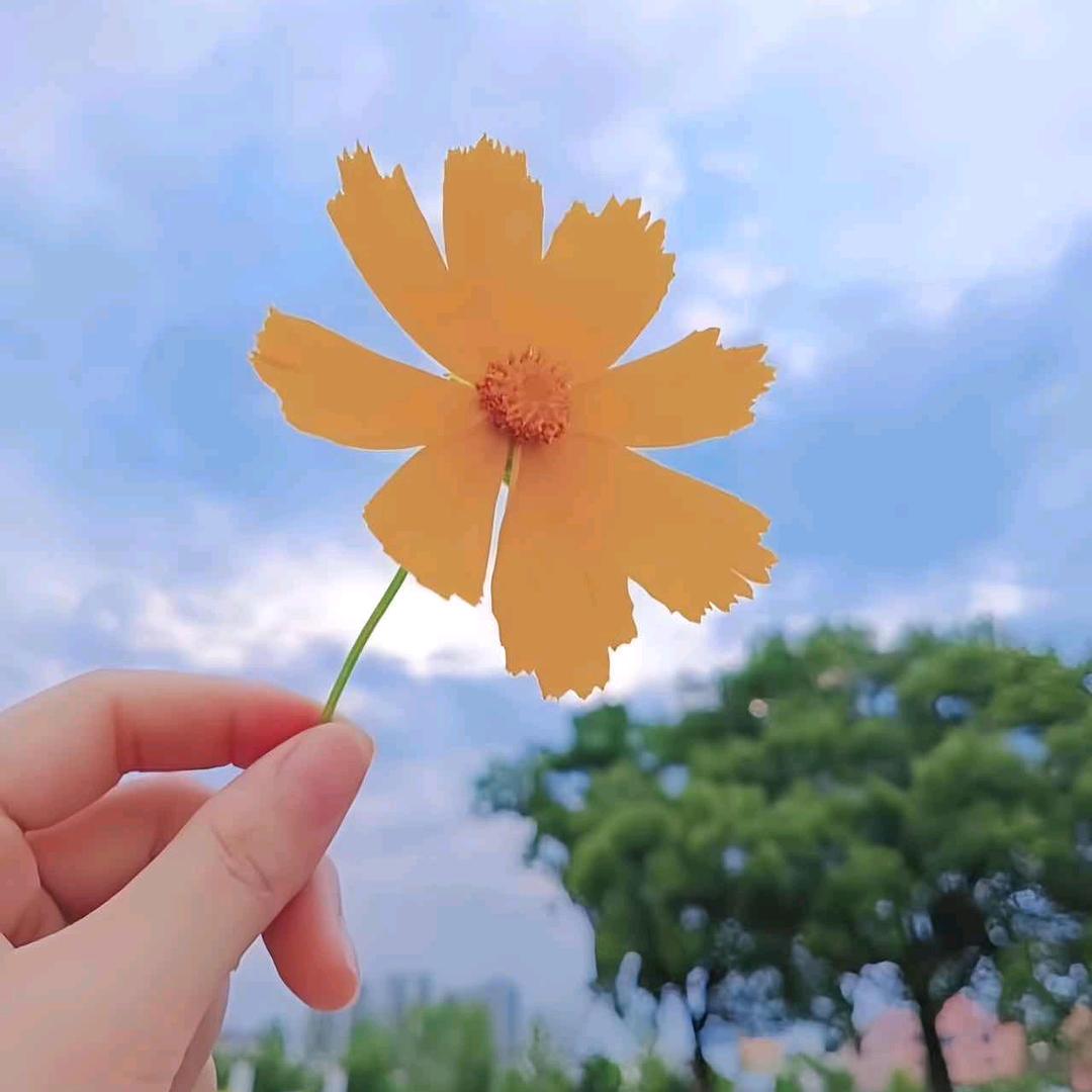 🌸🌷小菇凉