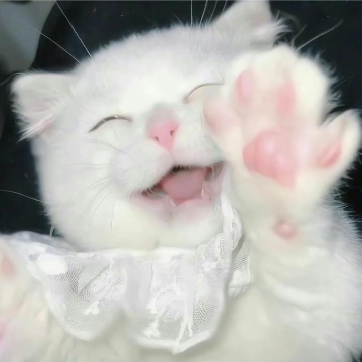 搬砖菜菜