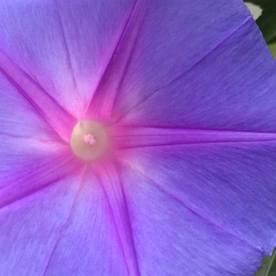 一支茉莉花