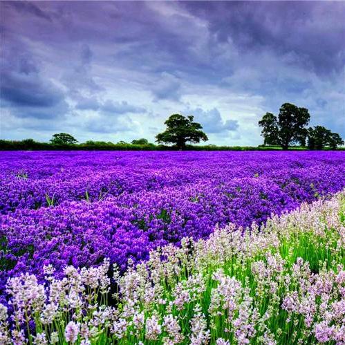 疏雨萧萧千行泪