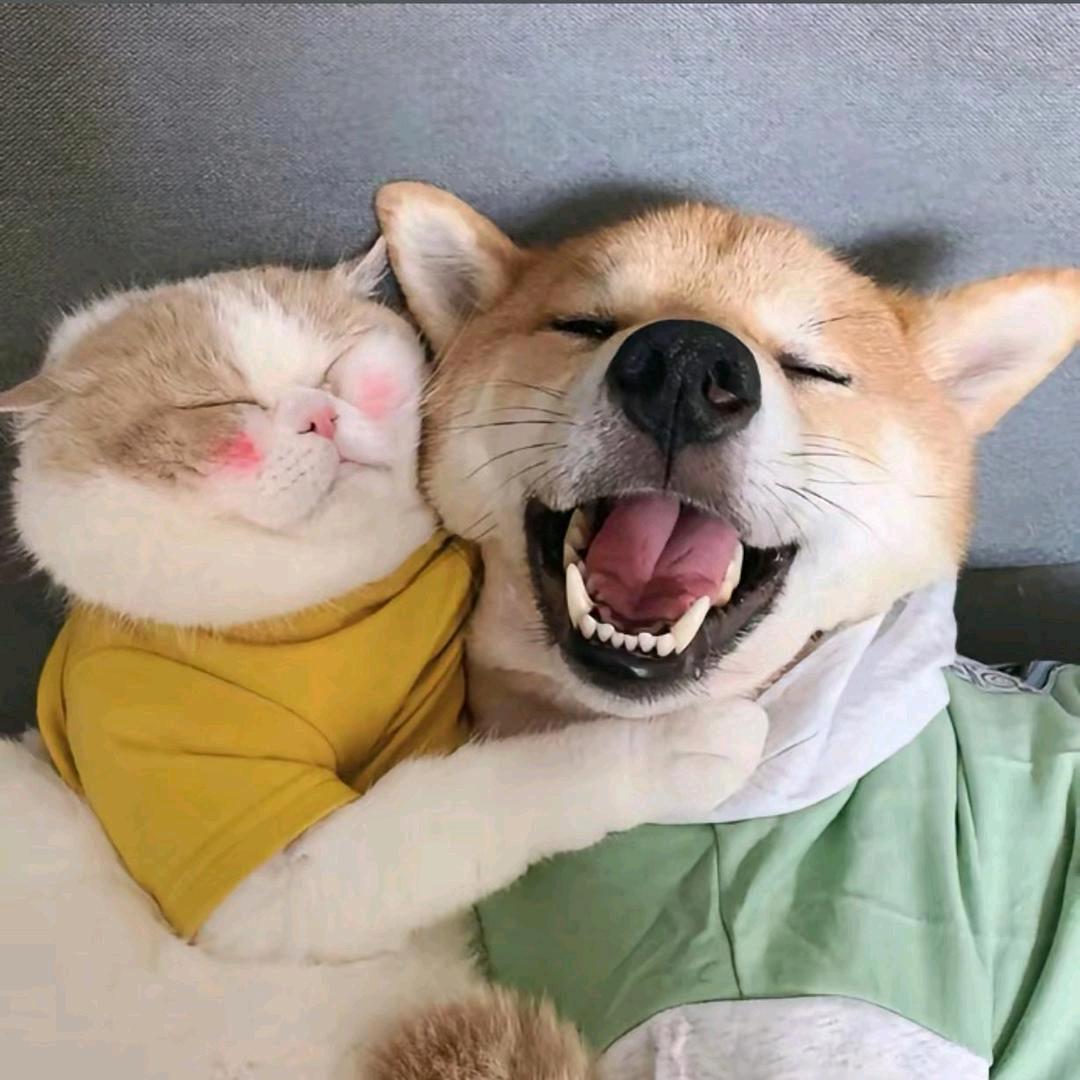 全票打飞韦小宝