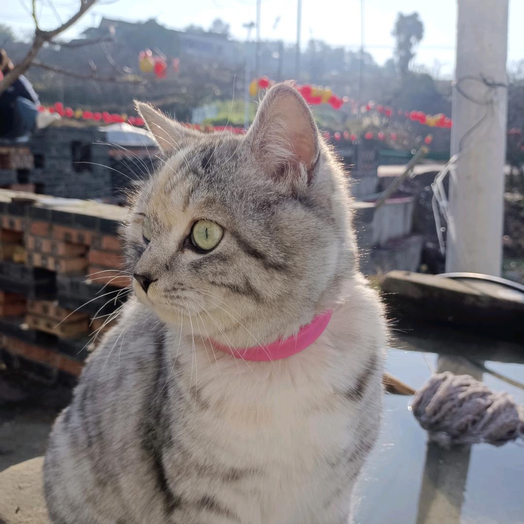 野猫😇