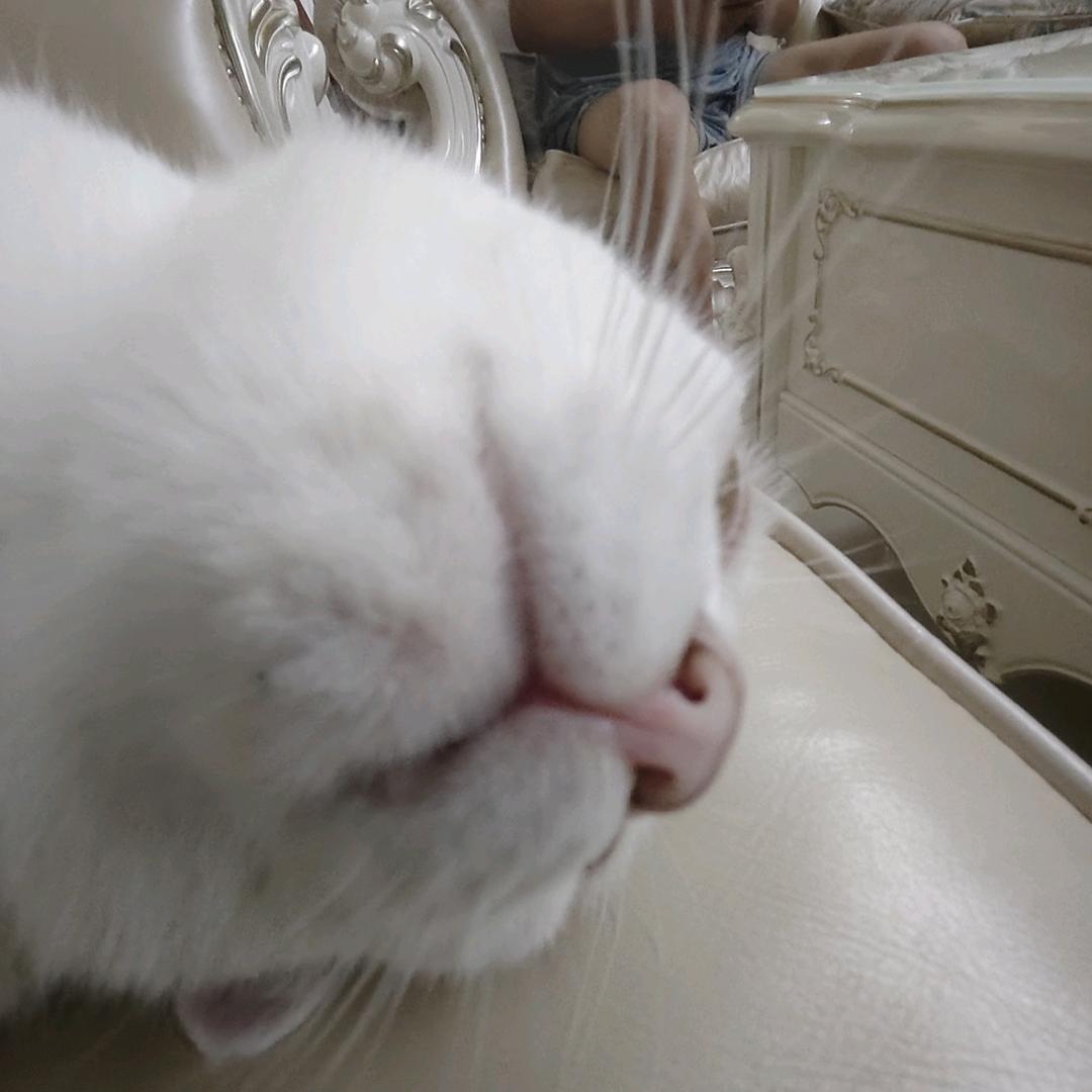 爱尔奎特天下第一