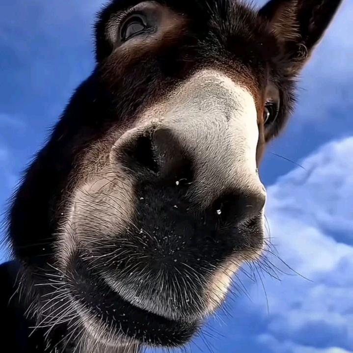 驴姐说游戏