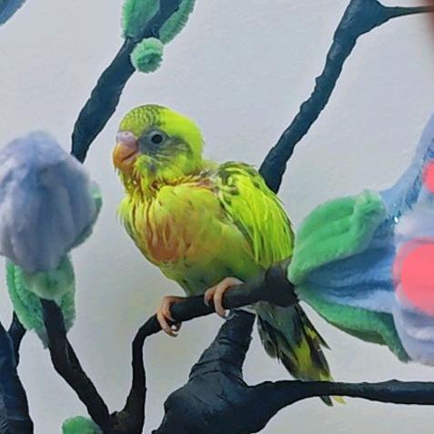 娟姨（可爱老妈）❤️声坤伯