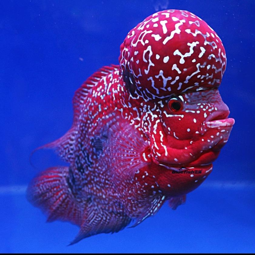 泰金罗汉（泰兰德）