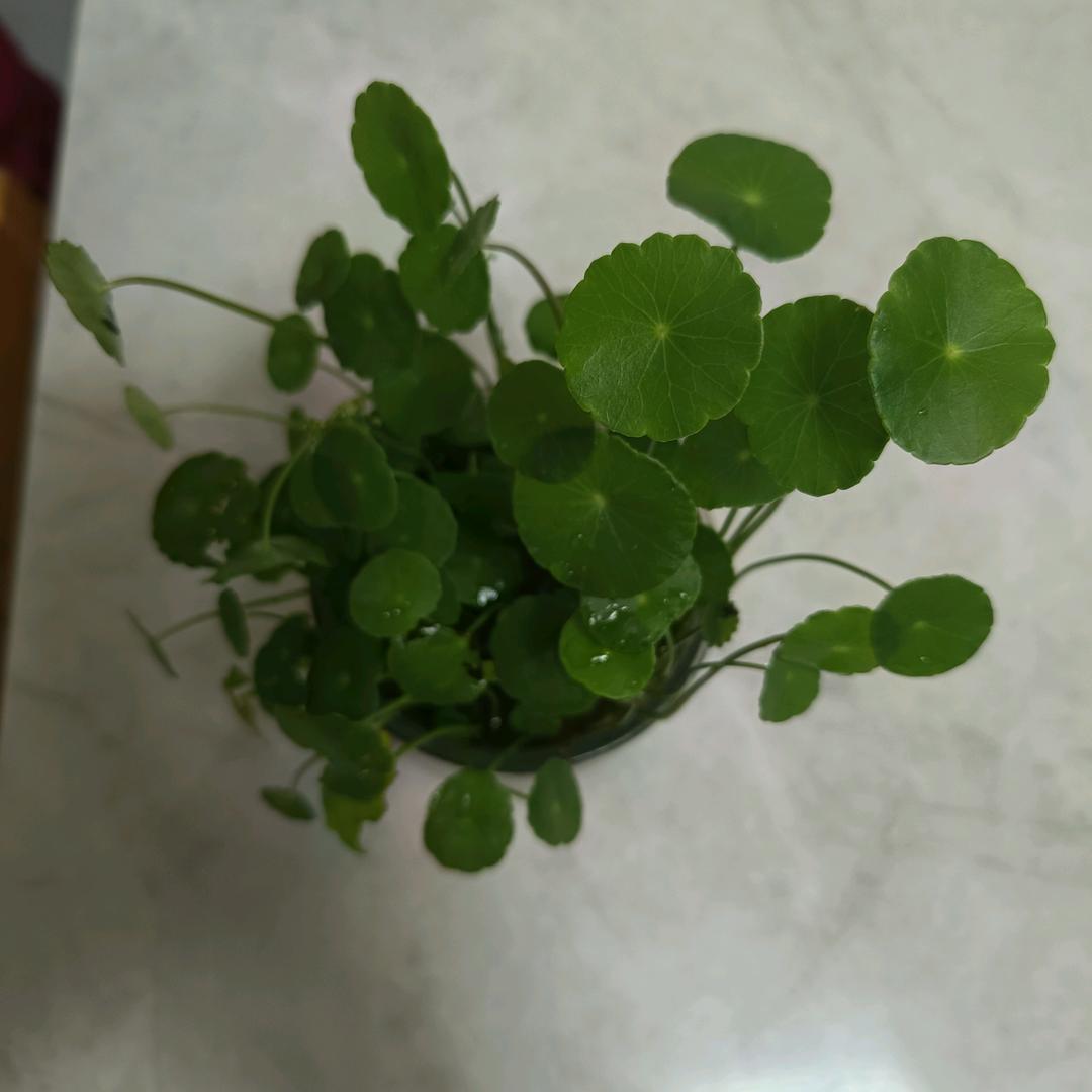 紫霞