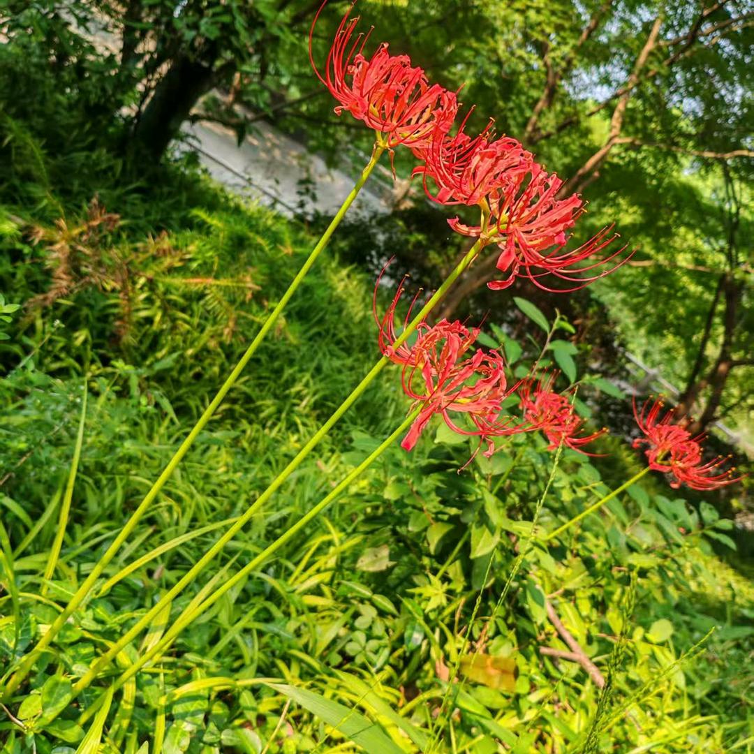 彼岸花的眼泪