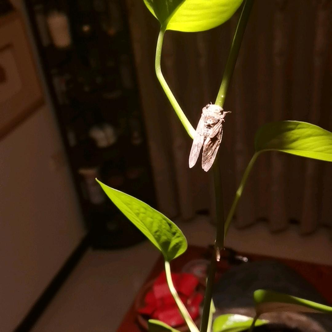 倾城之恋文化传媒