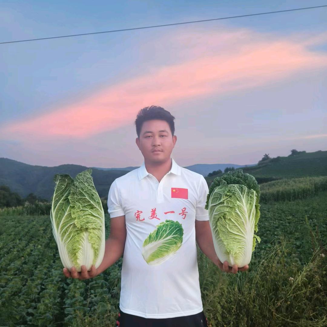 云南小杨大白菜
