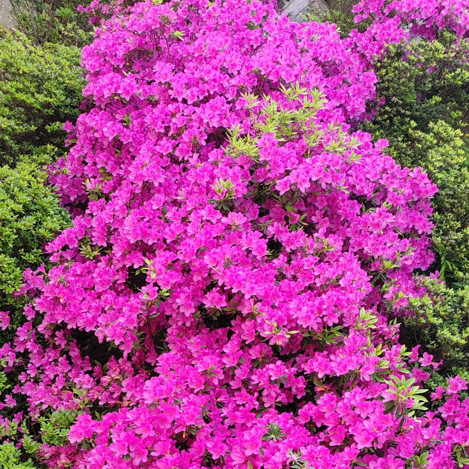 多情少女爱嘎腰子