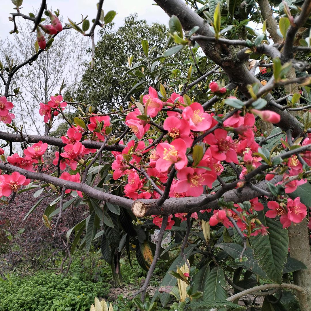 花开花落