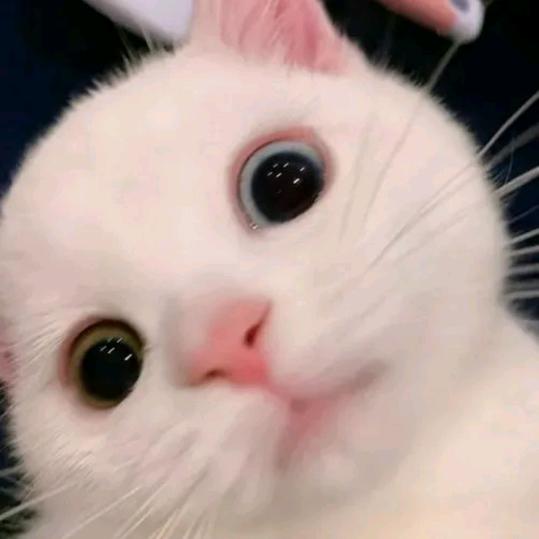 bb.