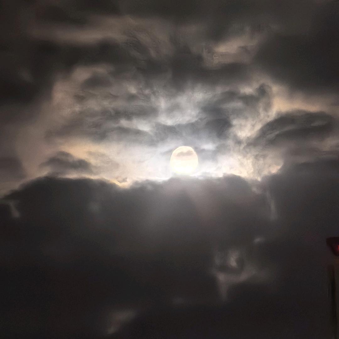 🌴ঞৣ᭄遮天້໌ཽ树🕊࿐