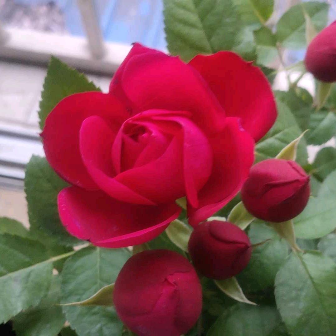 苹果 💕ꦿ҉好ᨶ႒ᩚ运ᥫᩣ໌加满@