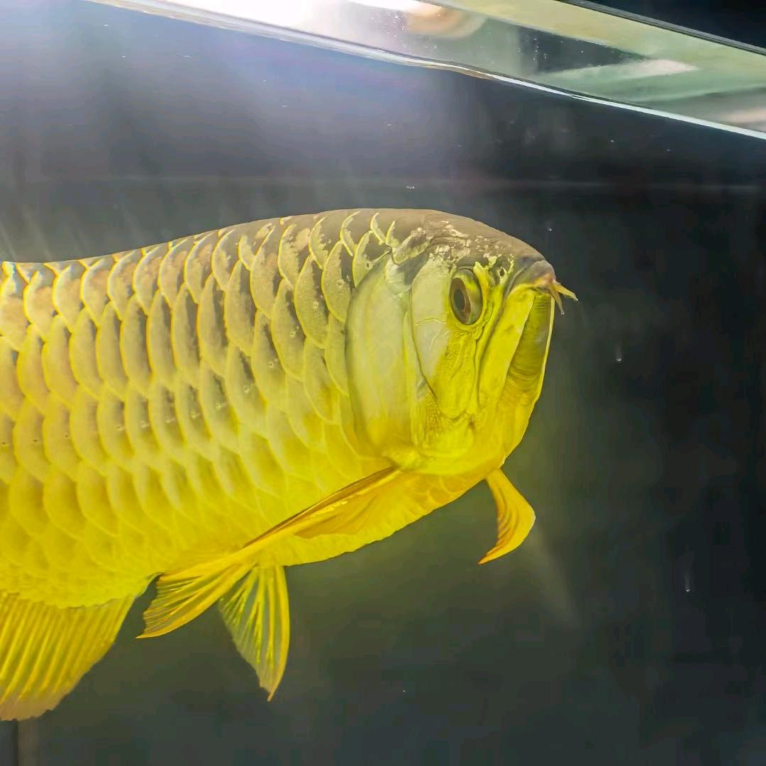 血龙