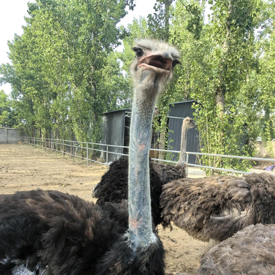 养鸵鸟的刘🐔🐔🐔