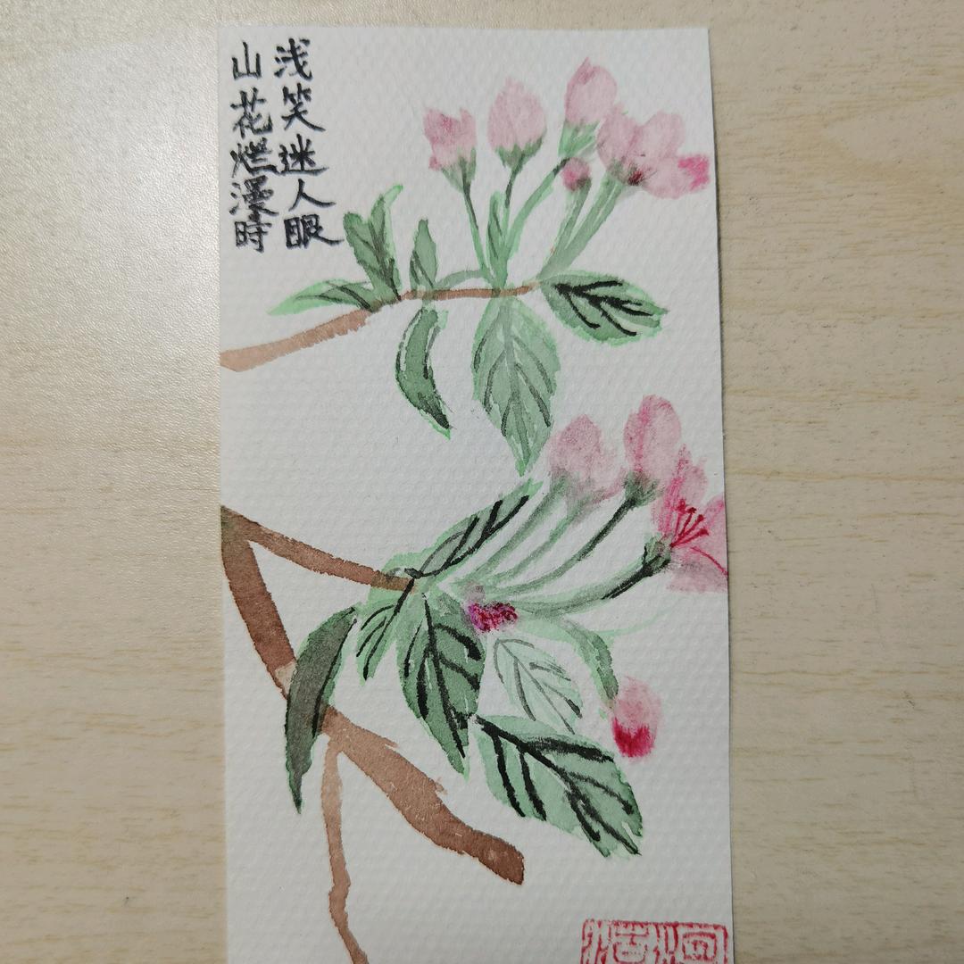 茶花开了