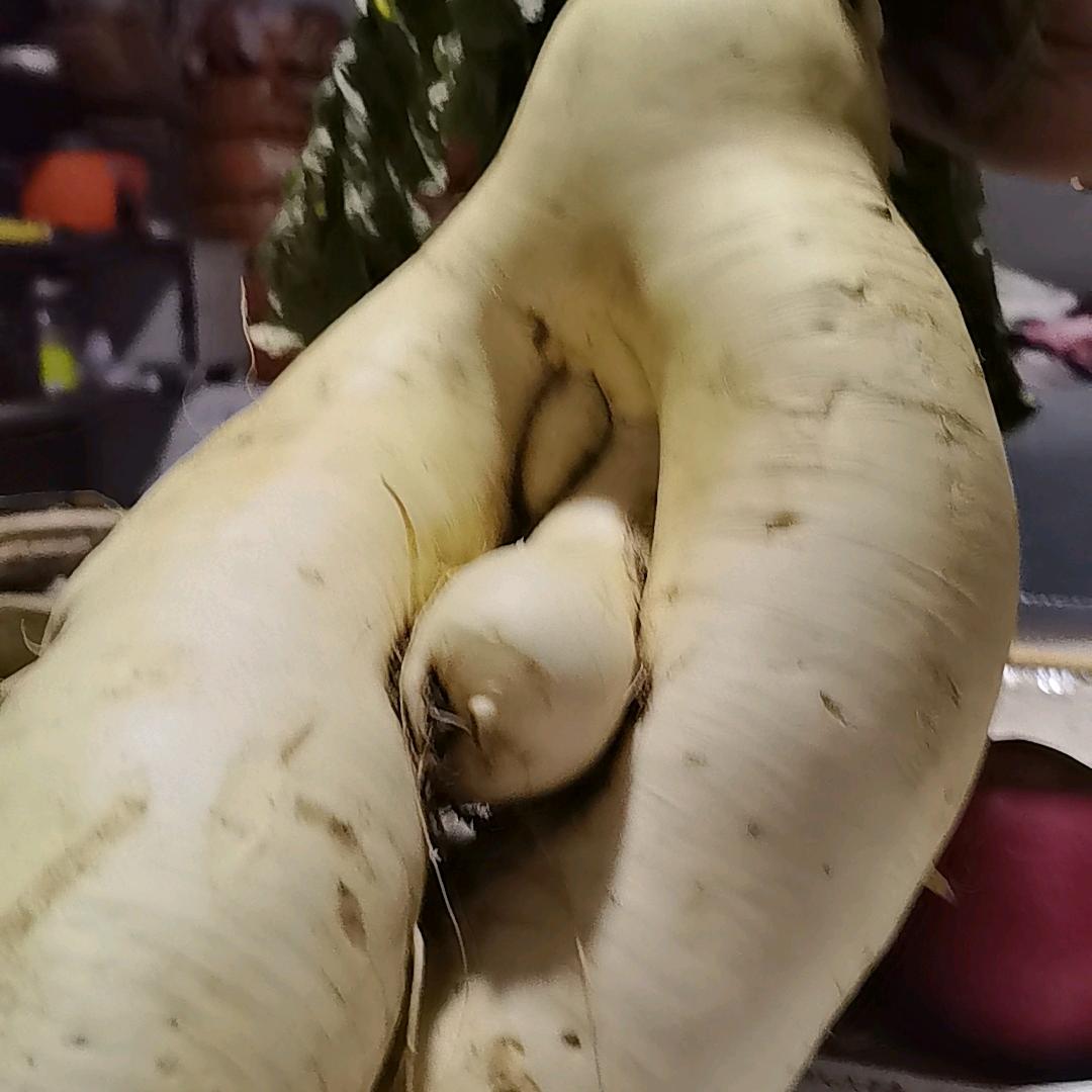 讲植物的小阿哥