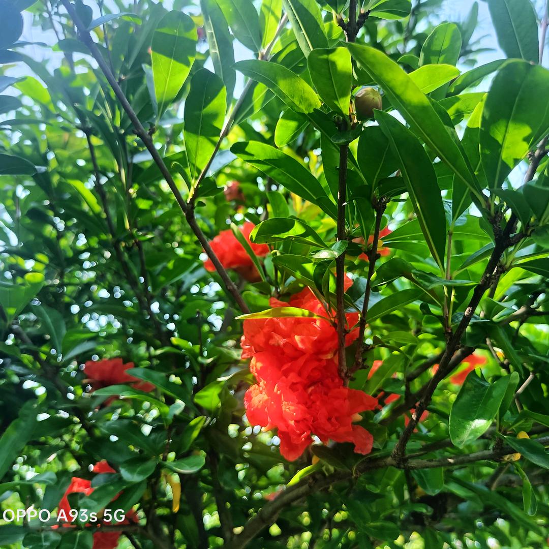 心想事成，马到成功🏓🏓
