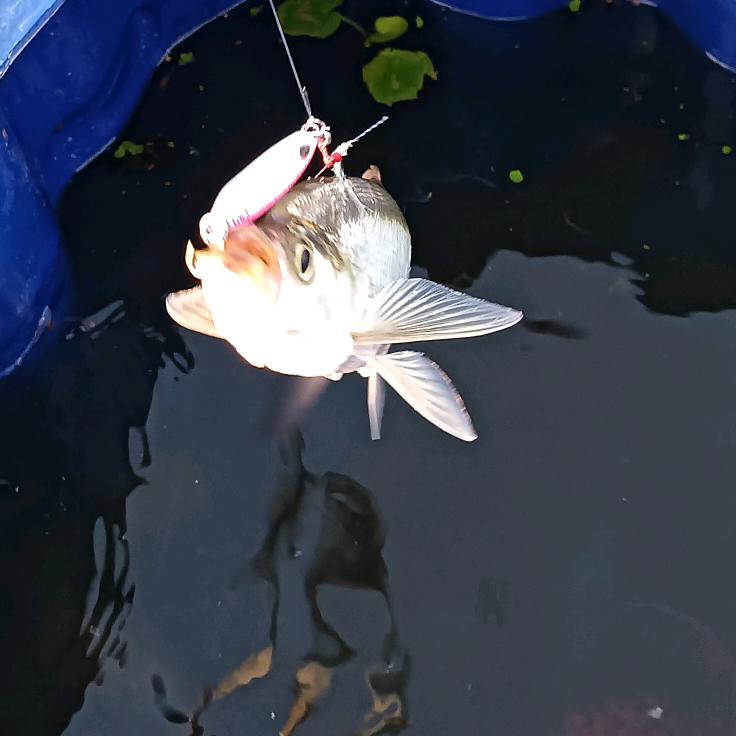 爱路亚