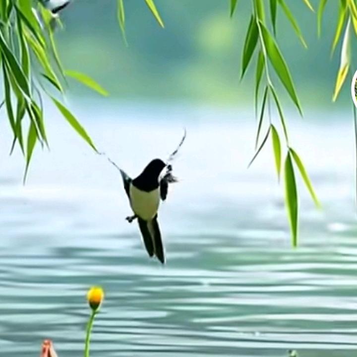 春天的燕子