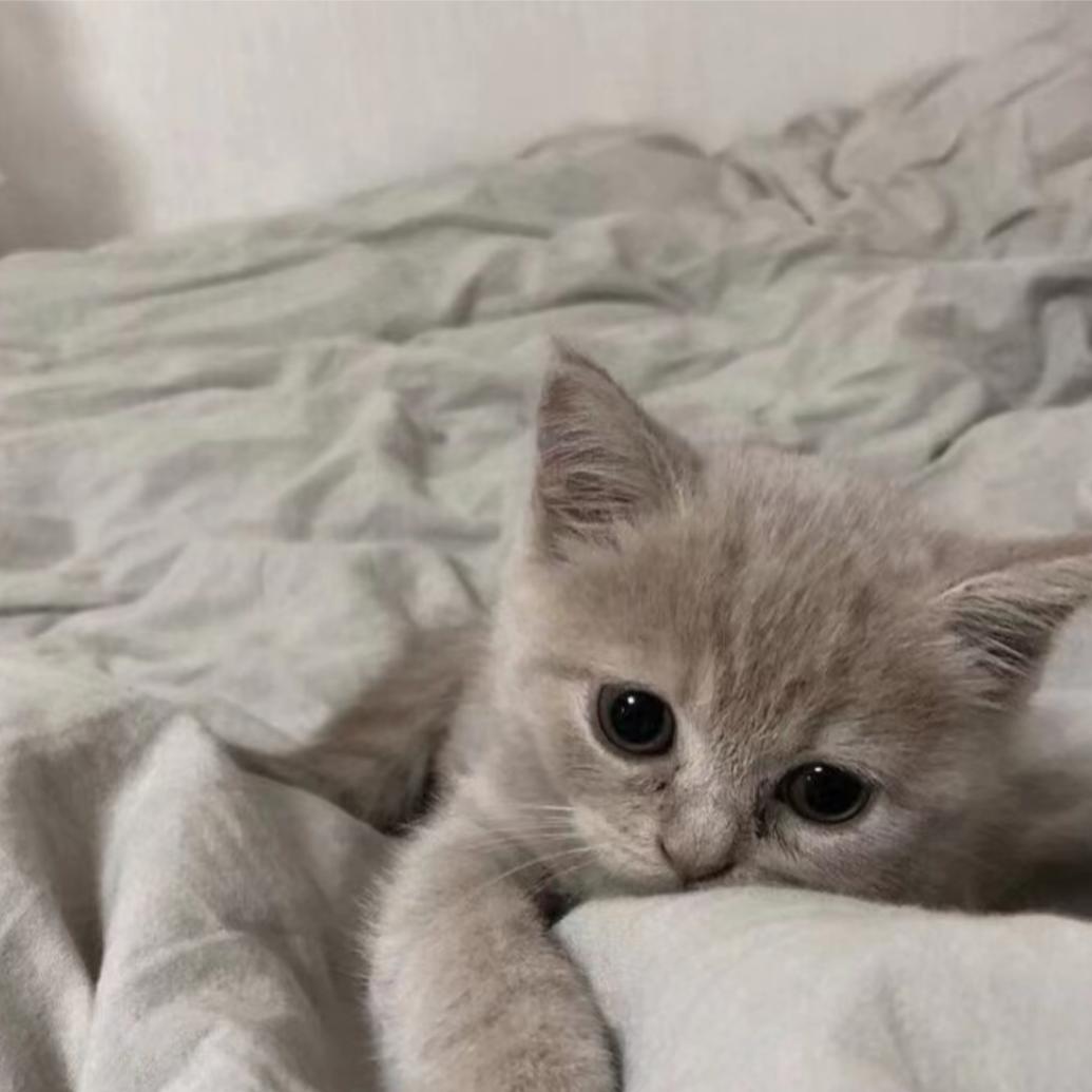 榭慧慧🥣