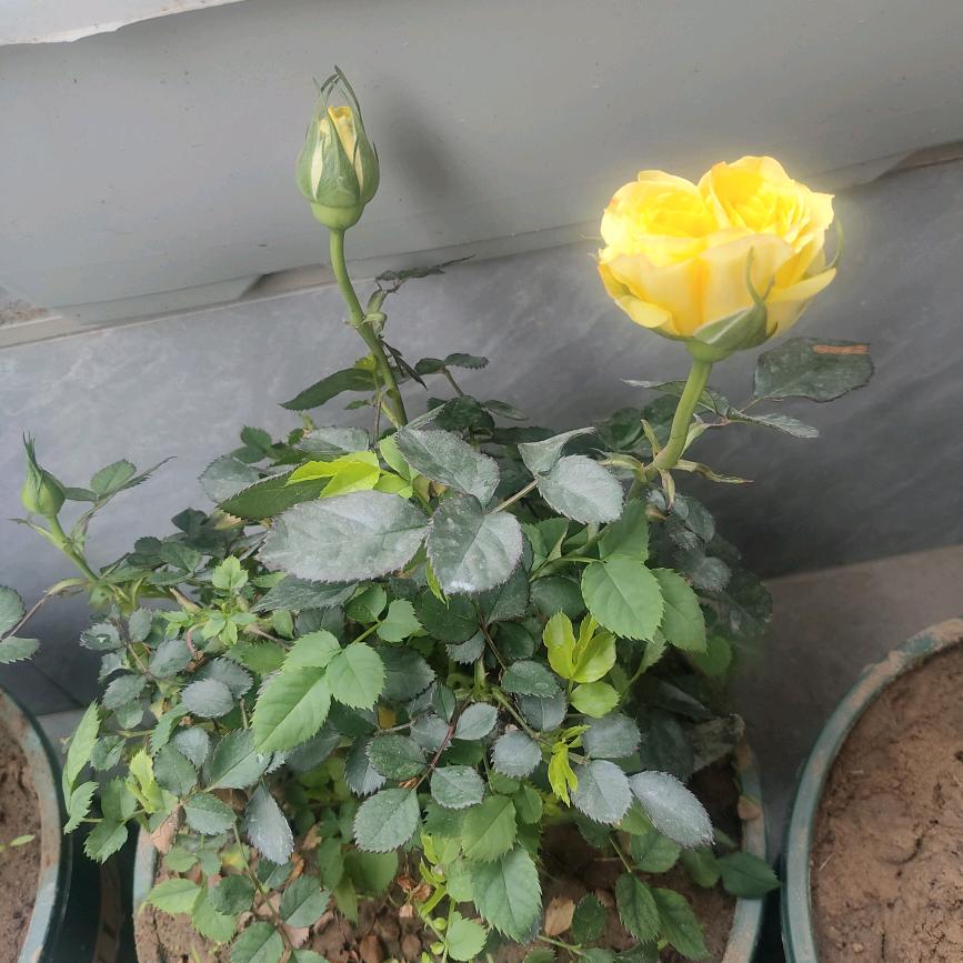 珍珠奶茶