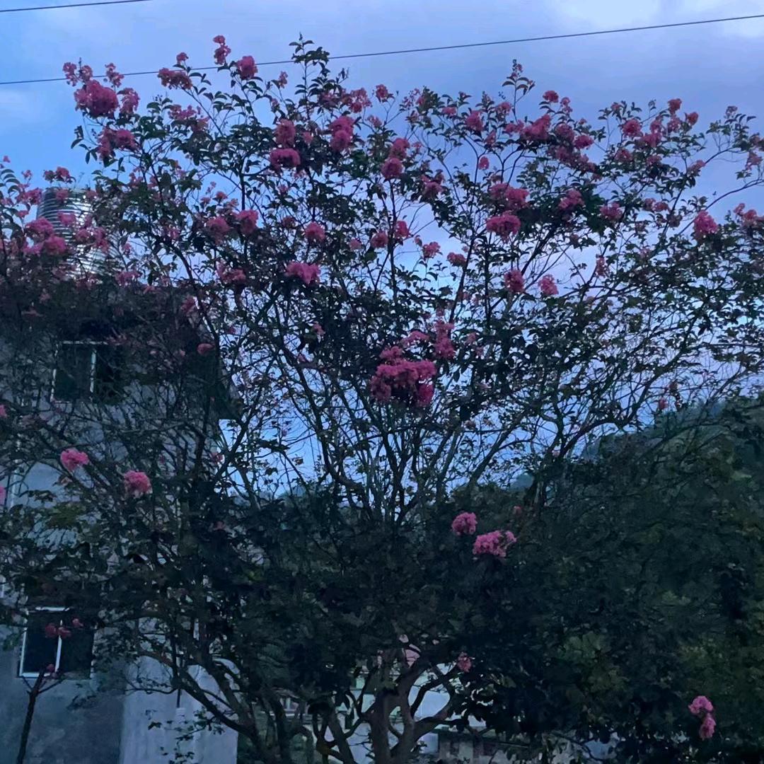 君哥