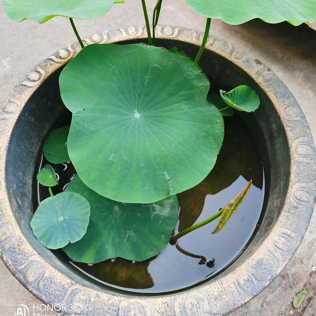 城墙上的一只小麻雀