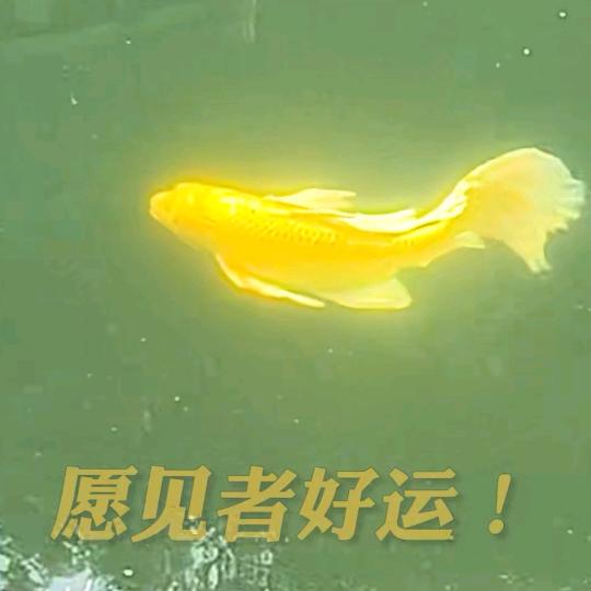 喜乐jixiang