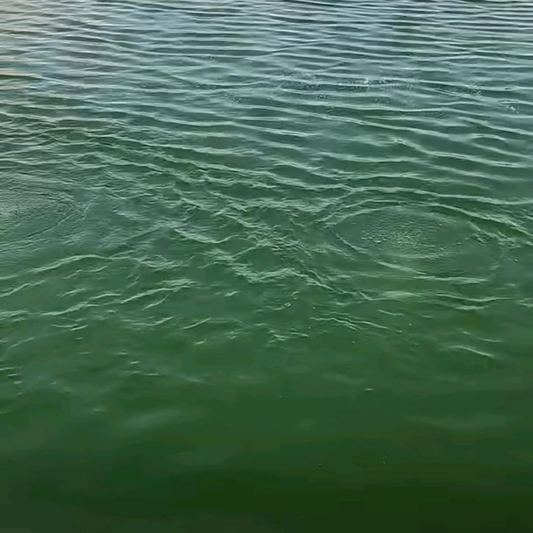 萝卜