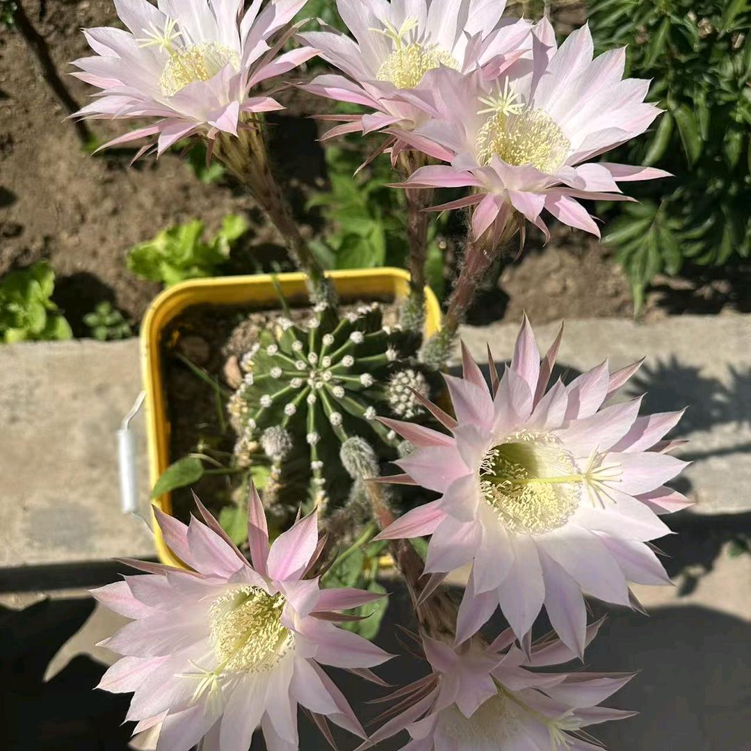 小娜