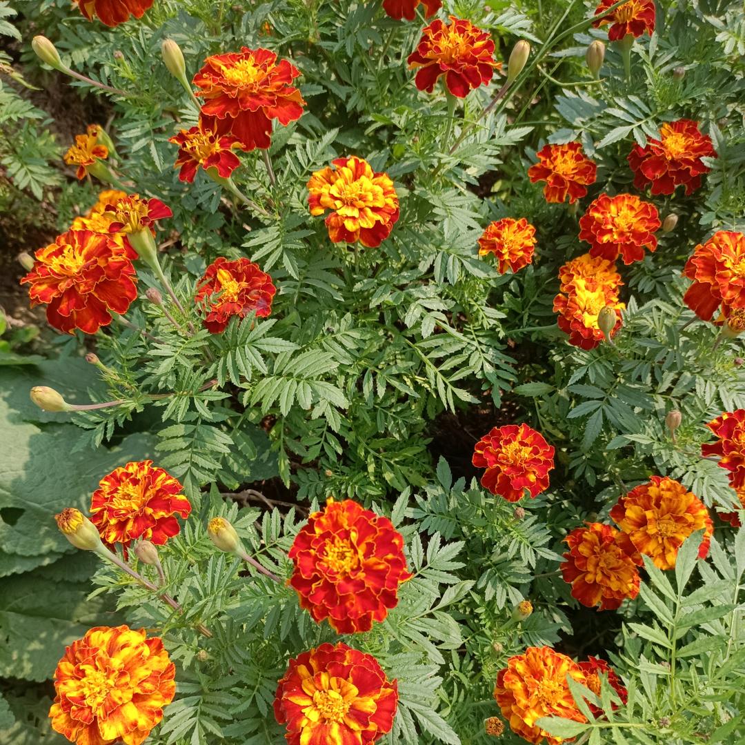 彩虹桥（小（大号下午五点半左右开播