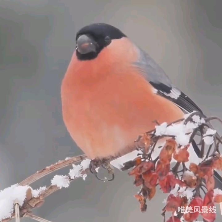 仁头像