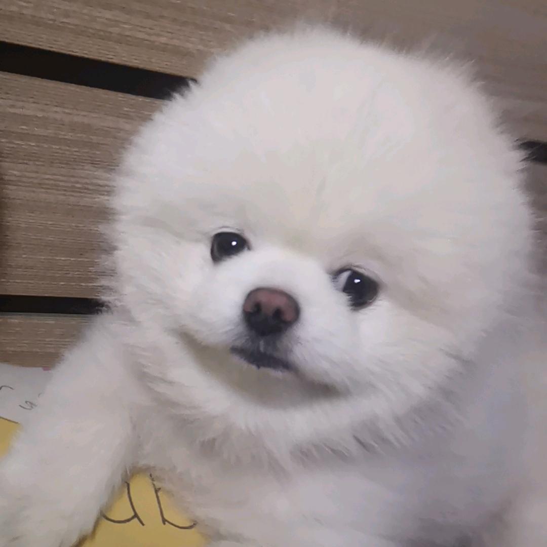 家有胖球