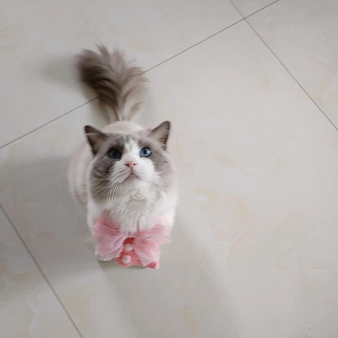 ❤🐴招财猫🐴❤
