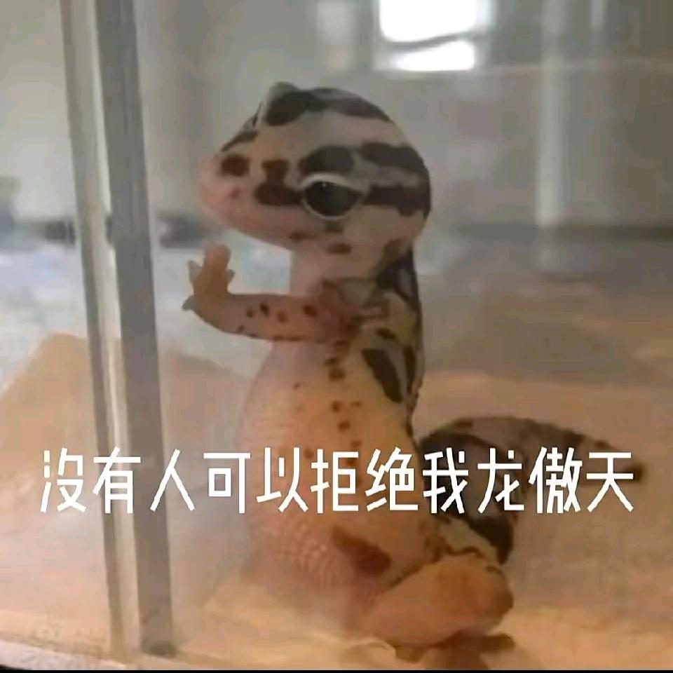 白白了柠内