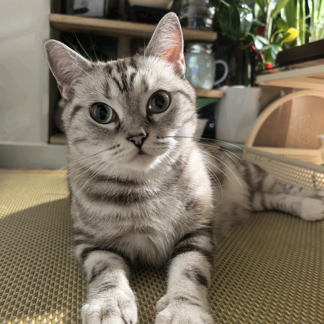 猫财财